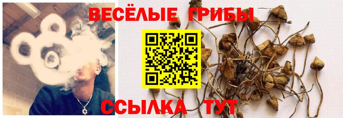купить наркотик  Псилоцибиновые грибы мухоморы  Вход с VPN  Псилоцибиновые грибы MAGIC MUSHROOMS  Хабаровск 
